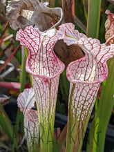 Load image into Gallery viewer, Sarracenia readii x &#39;Schnell&#39;s Ghost&#39; pitcher plant-Flytrap King