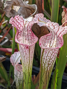 Sarracenia readii x 'Schnell's Ghost' pitcher plant-Flytrap King