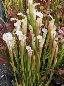 Sarracenia readii x ’Schnell’s Ghost’ pitcher plant