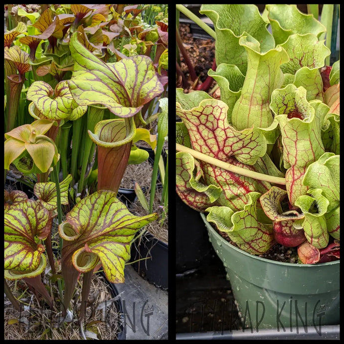 Sarracenia “Sangria” x ’Belly of Blood’ seeds