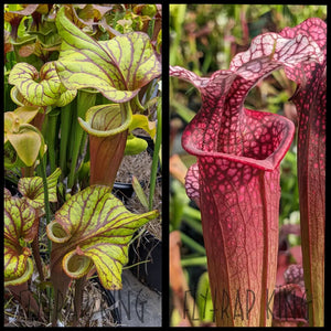 Sarracenia ’Sangria’ x ’Ellie Wang’ seeds