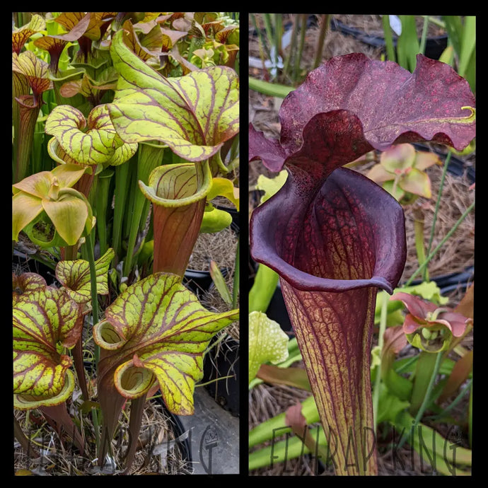 Sarracenia “Sangria” x ‘Saurus’ seeds