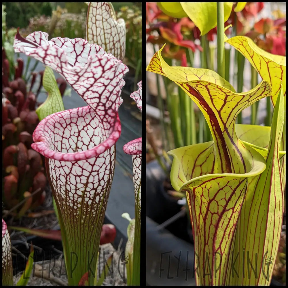 Sarracenia Saurus Maker seeds