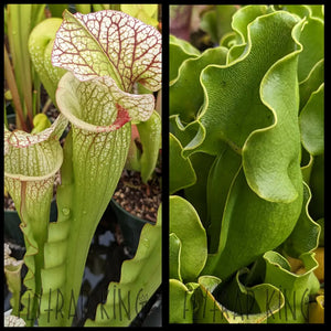 Sarracenia ’Steve Scallop’ x purpurea ssp. purpurea ’Albino’ seeds