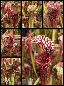 Sarracenia “Toilet Trish” x ‘Super Heavy Veins’ pitcher plant 3’’ pot size