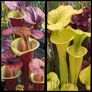 Sarracenia ’Waccamaw’ x flava ’All Green NC 8077’’ seeds