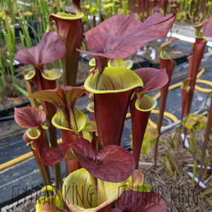 Sarracenia 'Waccamaw' x Self Seeds-Flytrap King