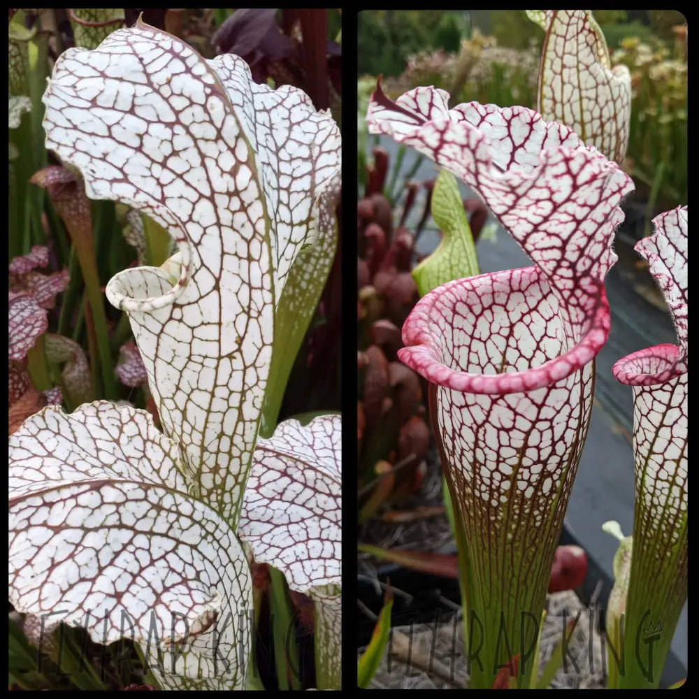 Sarracenia ’White Scorpion’ x leucophylla ’Purple Lips’ seeds