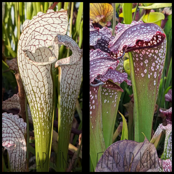 Sarracenia ’White Scorpion’ x ’Prometheus’ seeds