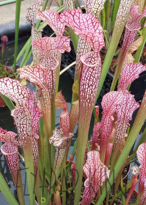 Sarracenia White Top x Gulf Sweet Pitcher Plant-Flytrap King