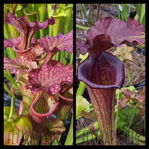 Sarracenia “Wilkerson’s Red” x ‘Saurus’ seeds