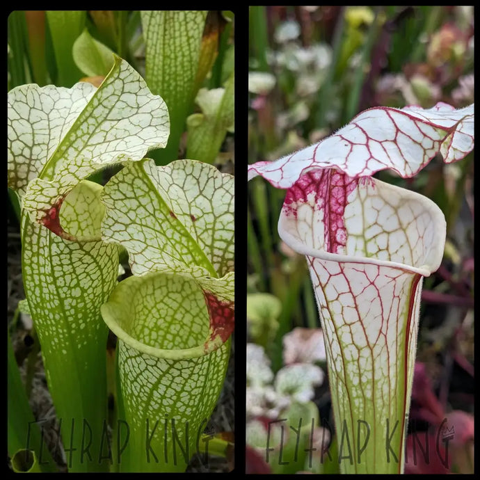 Sarracenia ’Wilkerson’s White Knight’ x ’Iamsatyricon’ seeds