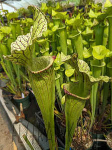 SKU118 leucophylla B x King Cobra