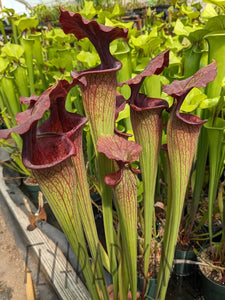 SKU119 (leucophylla ’purple lips’ x flava var ornata) x (leucophylla x moorei)