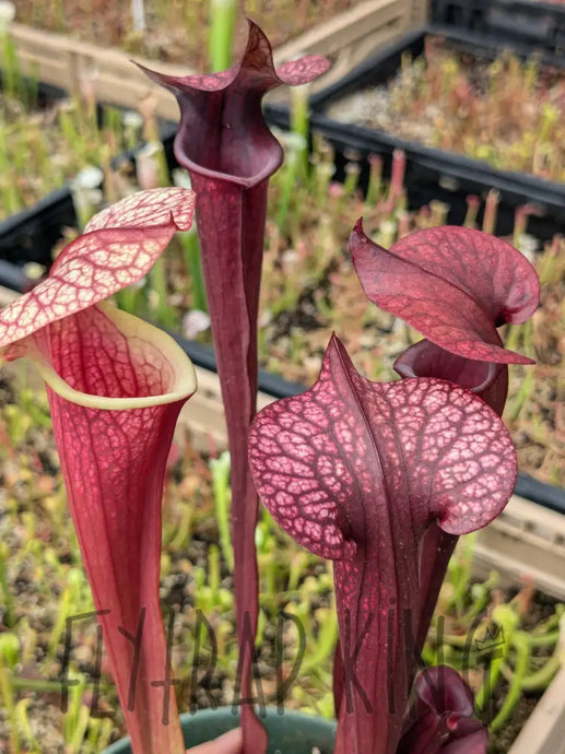 SKU142 ’Kew Gardens’ x ’Black Widow’