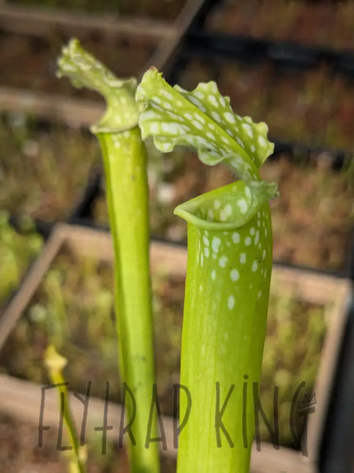 SKU148 leucophylla ’albino’ x (mitchelianna ’albino’ x ’Green Monster’)