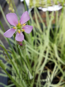 Drosera filiformis var. tracyii - Southern Threadleaf Sundew-Flytrap King