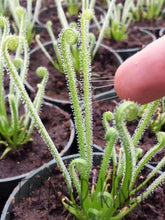 Load image into Gallery viewer, Wholesale Drosera filiformis var. tracyii 20 count 2.5’’ pot size, 20 count