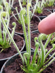 Wholesale Drosera filiformis var. tracyii 20 count 2.5’’ pot size, 20 count