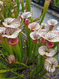 Sarracenia Adrian Slack pitcher plant-Flytrap King