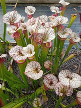 Load image into Gallery viewer, Sarracenia Adrian Slack pitcher plant-Flytrap King