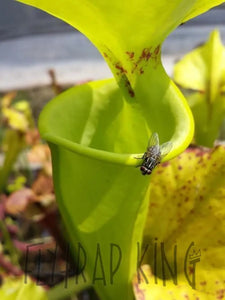 Sarracenia flava var. rugelii - "Cut Throat" Trumpet Pitcher Plant-Flytrap King