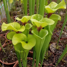 Load image into Gallery viewer, Sarracenia flava var. rugelii - &quot;Cut Throat&quot; Trumpet Pitcher Plant-Flytrap King