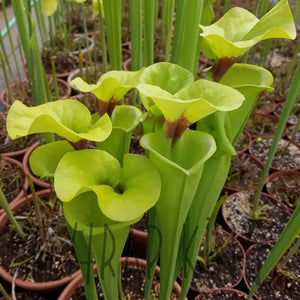 Sarracenia flava var. rugelii - "Cut Throat" Trumpet Pitcher Plant-Flytrap King