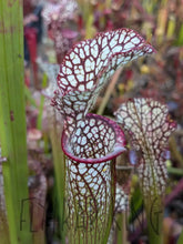 Load image into Gallery viewer, Wholesale Sarracenia hybrid supermix 20 count