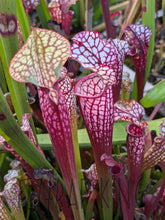 Load image into Gallery viewer, Wholesale Sarracenia hybrid supermix 20 count