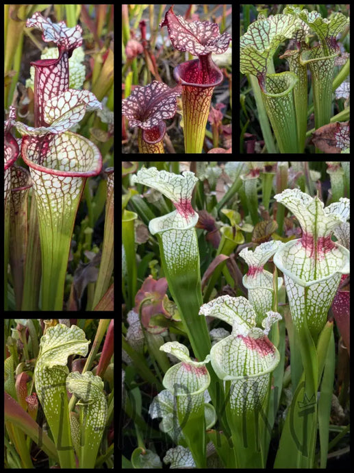 Wholesale Sarracenia hybrid supermix 20 count