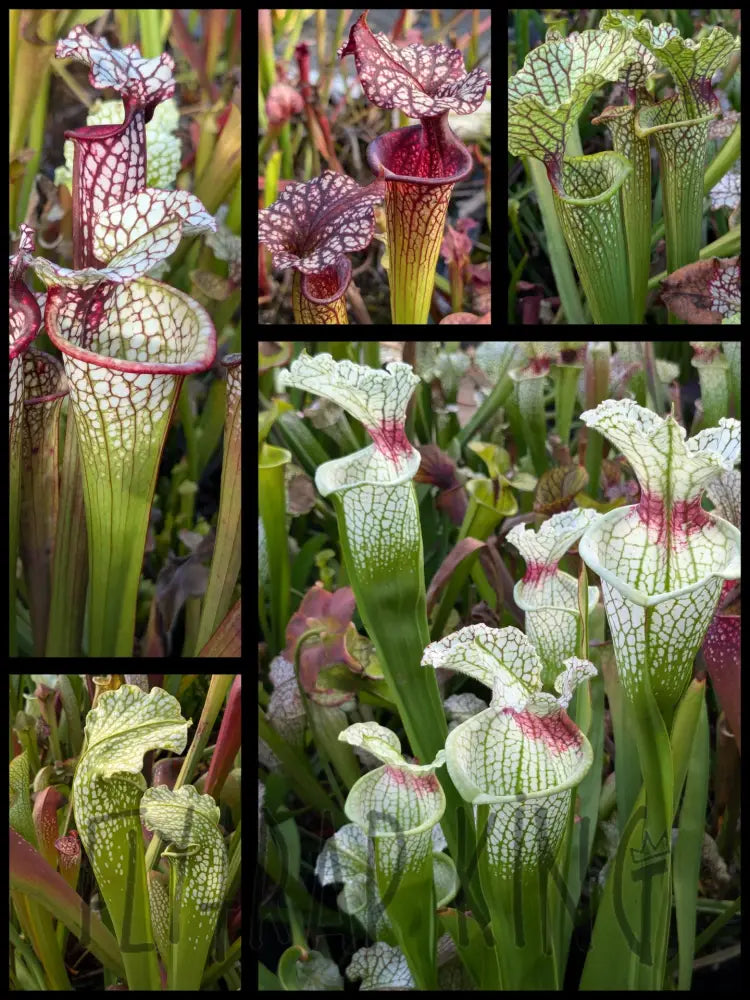 Wholesale Sarracenia hybrid supermix 20 count