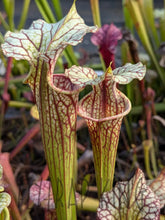 Load image into Gallery viewer, Wholesale Sarracenia hybrid supermix 20 count