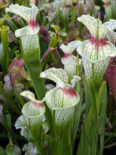 Load image into Gallery viewer, Wholesale Sarracenia hybrid supermix 20 count