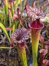 Load image into Gallery viewer, Wholesale Sarracenia hybrid supermix 20 count