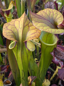 Wholesale Sarracenia hybrid supermix 20 count