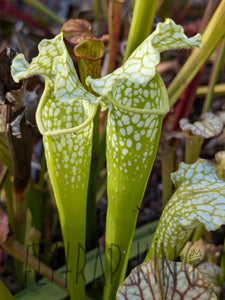 Wholesale Sarracenia hybrid supermix 20 count