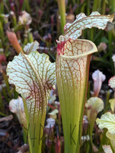 Load image into Gallery viewer, Wholesale Sarracenia hybrid supermix 20 count