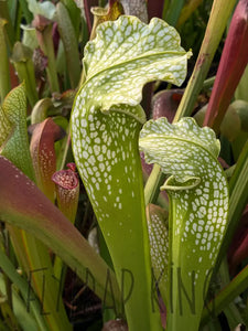 Wholesale Sarracenia hybrid supermix 20 count