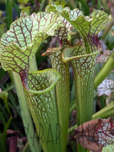 Load image into Gallery viewer, Wholesale Sarracenia hybrid supermix 20 count