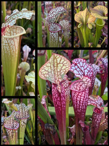 Wholesale Sarracenia hybrid supermix 20 count