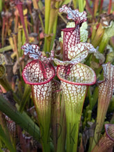 Load image into Gallery viewer, Wholesale Sarracenia hybrid supermix 20 count