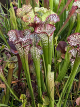 Load image into Gallery viewer, Wholesale Sarracenia hybrid supermix 20 count