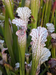 Wholesale Sarracenia hybrid supermix 20 count