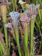 Load image into Gallery viewer, Wholesale Sarracenia hybrid supermix 20 count