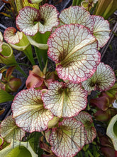 Load image into Gallery viewer, Sarracenia Leah Wilkerson Pitcher Plant-Flytrap King