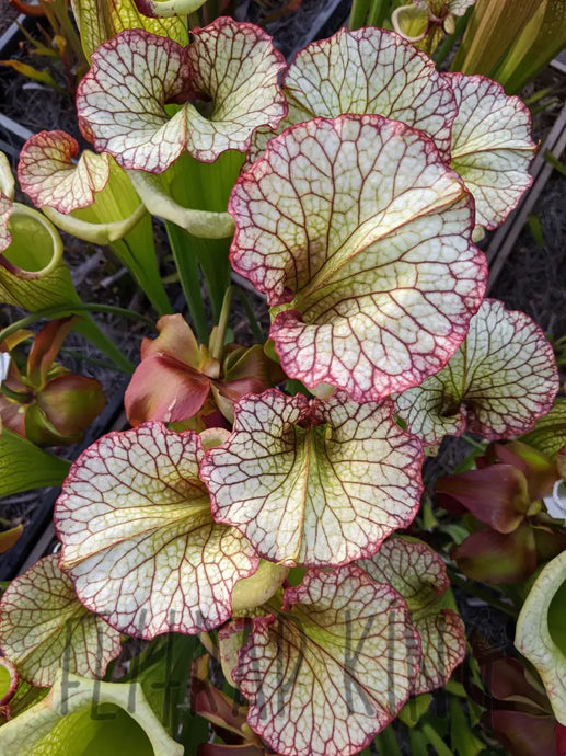 Sarracenia Leah Wilkerson Pitcher Plant-Flytrap King