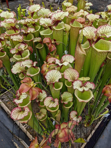 Sarracenia Leah Wilkerson Pitcher Plant-Flytrap King