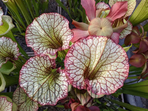 Sarracenia Leah Wilkerson Pitcher Plant-Flytrap King