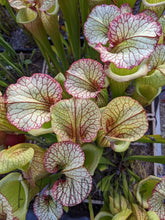 Load image into Gallery viewer, Sarracenia Leah Wilkerson Pitcher Plant-Flytrap King